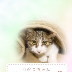 美猫です！可愛いです！！ - 里親募集