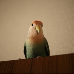 コザクラインコ3歳
