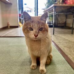 去勢費用負担！里親さまを探してます！この子の家族になってください！