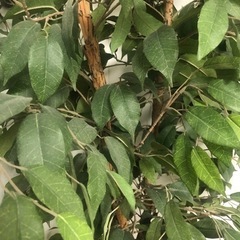 【再募集】定価2万　造花　190㎝　フェイク　観葉植物　フェイクグリーンの画像