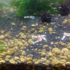 レッドビーシュリンプ《8》の画像