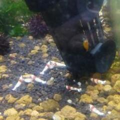 レッドビーシュリンプ《8》の画像