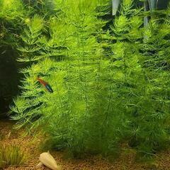水草　(マツモ)