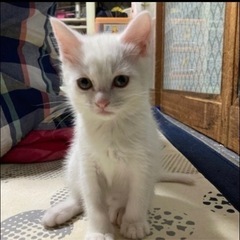 白猫　里親さん募集中