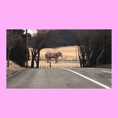 アフリカンサファリに一緒に行ってくれる方！ - 宇佐市