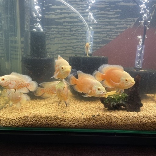 アルビノ系オスカー　15匹