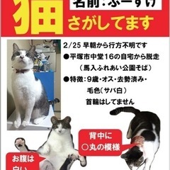 愛猫を探しています！