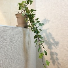 観葉植物　へデラヘリックス・グレーシャー（アイビー）②　50cm...