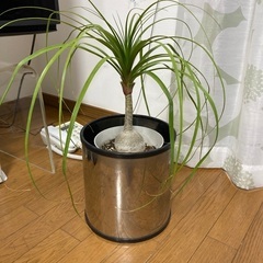 トックリラン　観葉植物　高さ50センチ