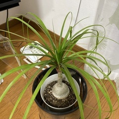 トックリラン　観葉植物　高さ50センチの画像