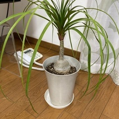 トックリラン　観葉植物　高さ50センチの画像