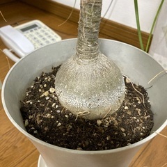 トックリラン　観葉植物　高さ50センチの画像