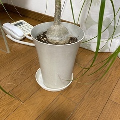 トックリラン　観葉植物　高さ50センチの画像