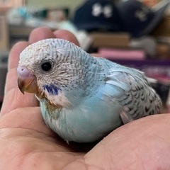 【けんぼの森】セキセイインコ 《ブルー系》2月上旬生まれ 3羽　3周年キャンペーン特別販売価格（税込）➡︎1,500円 - 相模原市