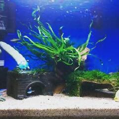 ★ジブリ　熱帯魚水槽★