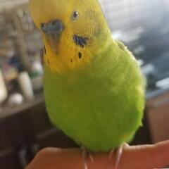 緑のセキセイインコ探しています。