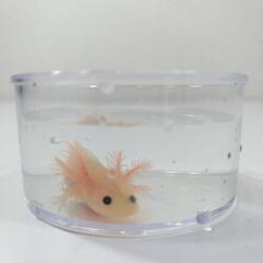 ★超可愛い！★ウーパールーパー リューシスティック 幼生 体長約...