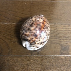 タイガーカウリーシェル（１個）