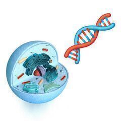 【締切り間近】最先端✨細胞ダイエットコーチ養成講座の画像