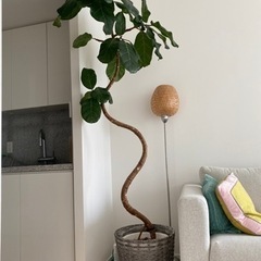 アフリカンプリンス　210cm