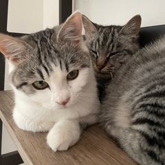 里親さん決まりました！　甘えん坊の白キジトラ猫ちゃん　里親募集