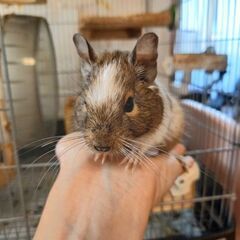 デグー2匹(メス)の里親になって頂ける方へ