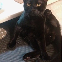 マンチカン長脚（オス）