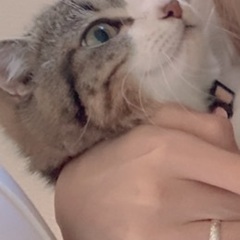 スコティッシュのオス一歳です