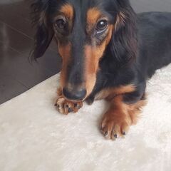 ミニチュアダックス♀３才