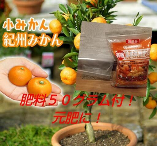 小みかん 2年生苗木 素掘り苗 オマケ付き！