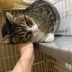 譲渡されることになりました！