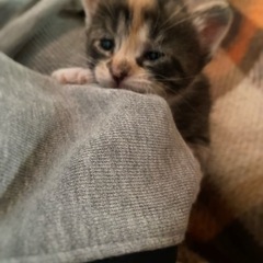 三毛猫ちゃん 1ヶ月半 ♀里親決まりました。