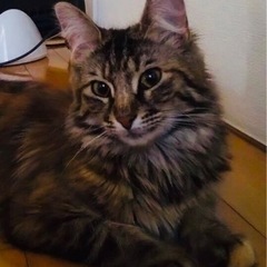 メイクーン(メス)血統書あり