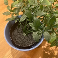 IKEA フェイカ＋植木鉢の画像