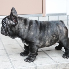 ❤️優良血統　フレンチブルドッグの男の子❤️ - ペット