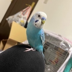 セキセイインコのブルー♂