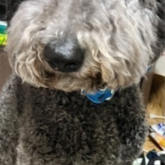 犬　スタンプー　犬友 - その他