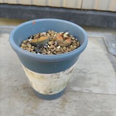 リトープス　グリーンと茶　2種セット　鉢植え　お尻多肉　観葉植物...