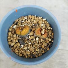 リトープス　グリーンと茶　2種セット　鉢植え　お尻多肉　観葉植物　サボテンの画像