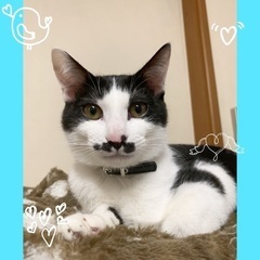おヒゲが可愛い人好きミルくん♂9ヶ月