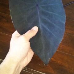 😁コロカシアブラックランナー😁の画像