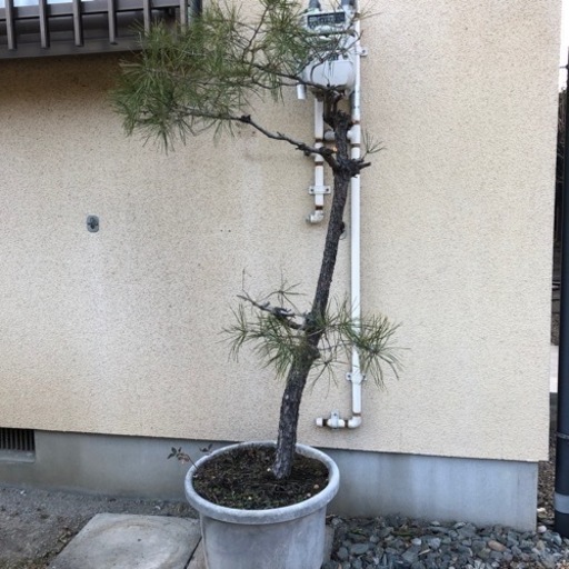 松の木