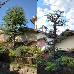 見積無料!　　植木のお手入れ、剪定、伐採。お庭に関するお困り事。 - 地元のお店