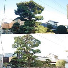 見積無料!　　植木のお手入れ、剪定、伐採。お庭に関するお困り事。