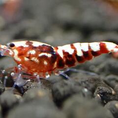 【10尾】ギャラクシーフイッシュボーン　レッドピントシュリンプの画像