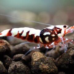 【10尾】ギャラクシーフイッシュボーン　レッドピントシュリンプ