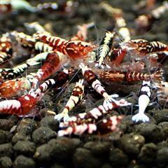 【10尾】ギャラクシーフイッシュボーン　レッドピントシュリンプの画像