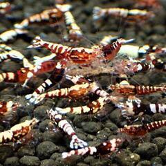 【10尾】ギャラクシーフイッシュボーン　レッドピントシュリンプの画像