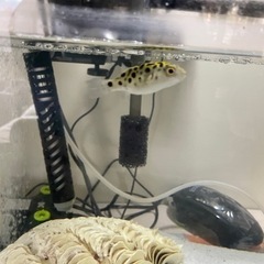 ミドリフグ飼育セットの画像