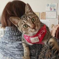 かわいいキジトラちゃん長女